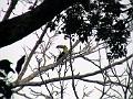 0704 calakmul 04